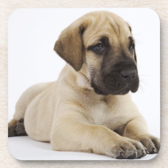 Dessous-de-verre Chiot de great dane se situant dans le studio (Devant)
