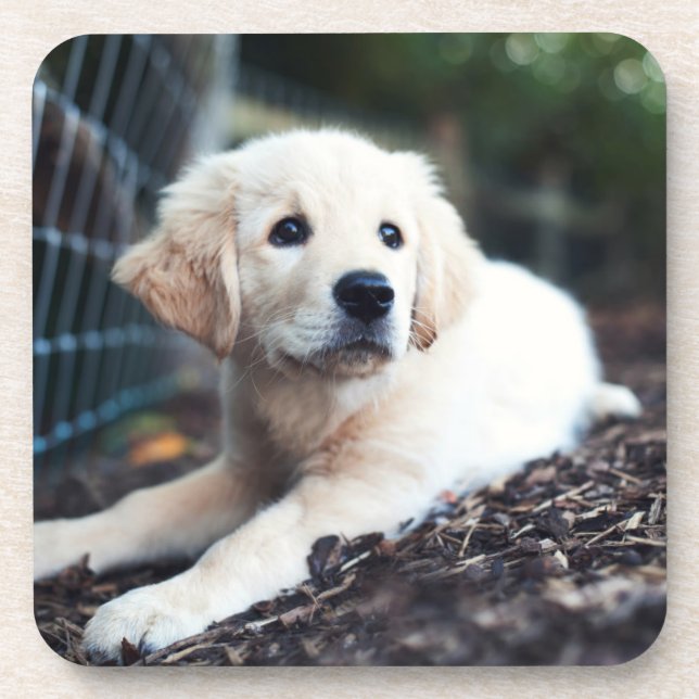 Dessous-de-verre Chiot de Labrador jouant dans le jardin (Devant)
