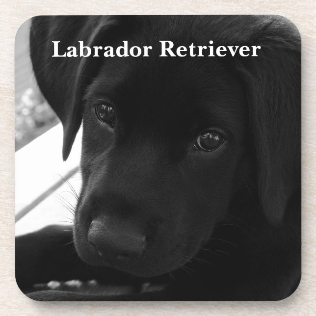 Dessous-de-verre Chiot de labrador retriever (Devant)