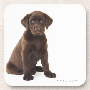 Dessous-de-verre Chiot de labrador retriever de chocolat