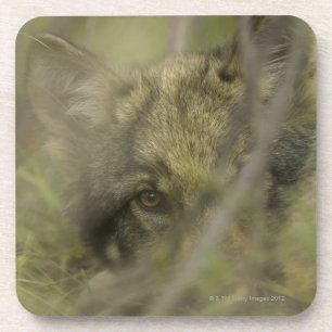 Dessous-de-verre Chiot de loup gris (lupus de Canis) seul, se