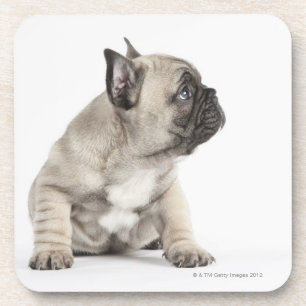 Dessous-de-verre Chiot de pure race