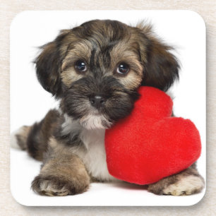 Dessous-de-verre Chiot de Valentine Havanese d'amant