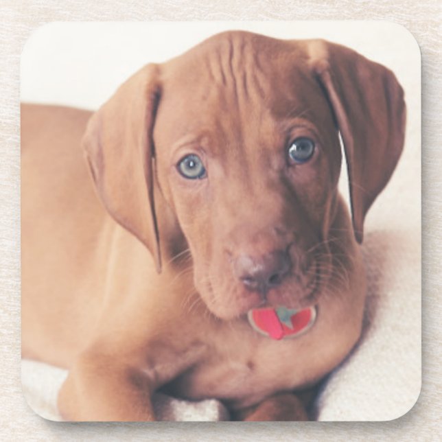 Dessous-de-verre Chiot de Vizsla de Hongrois (Devant)