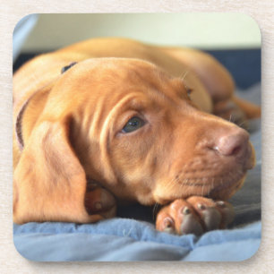 Dessous-de-verre Chiot de Vizsla se reposant sur sa patte