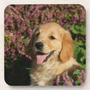 Dessous-de-verre Chiot d'or de Retreiver