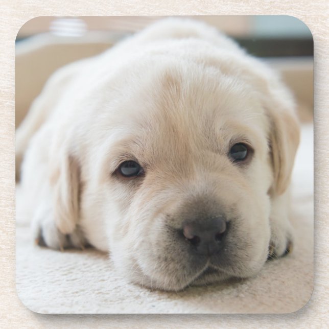 Dessous-de-verre Chiot doré du Labrador doré (Devant)