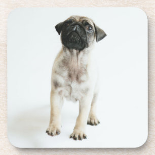 Dessous-de-verre Chiot mignon de carlin