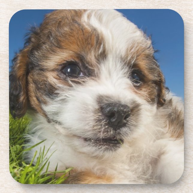 Dessous-de-verre Chiot mignon (Shitzu) (Devant)