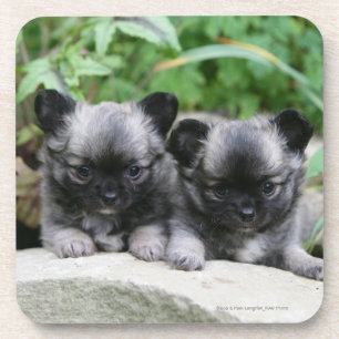Dessous-de-verre Chiots aux cheveux longs de chiwawa
