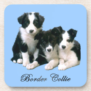 Dessous-de-verre Chiots de border collie