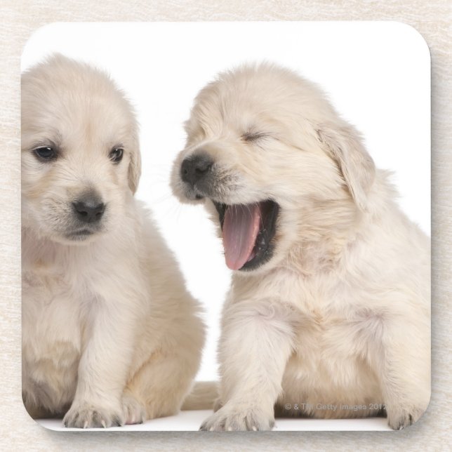 Dessous-de-verre Chiots de golden retriever (4 semaines de) (Devant)