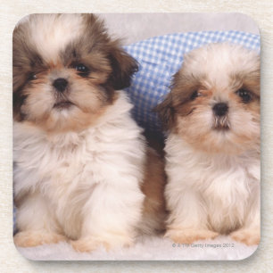 Dessous-de-verre Chiots de Shih Tzu sous une couverture vérifiée
