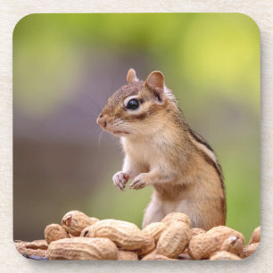Dessous-de-verre Chipmunk aux cacahuètes