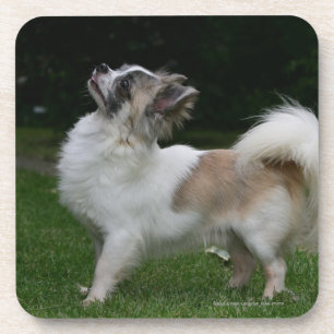 Dessous-de-verre Chiwawa aux cheveux longs regardant