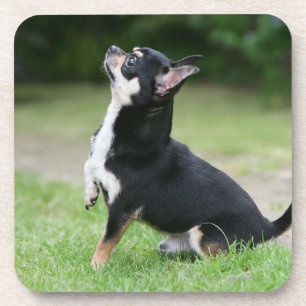 Dessous-de-verre Chiwawa noir et crème