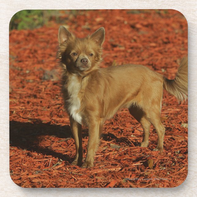 Dessous-de-verre Chiwawa regardant l'appareil-photo (Devant)