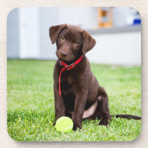 Dessous-de-verre Chocolat Labrador Puppy Avec Tennis Ball