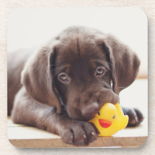 Dessous-de-verre Chocolat Labrador Puppy With Toy Duck