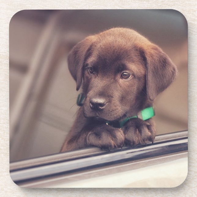 Dessous-de-verre Chocolate Labrador Puppy In Car (Devant)