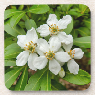 Dessous-de-verre Choisya Ternata