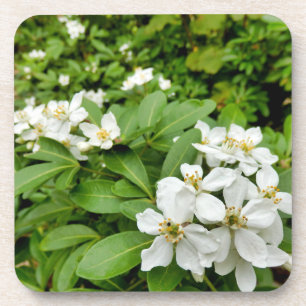 Dessous-de-verre Choisya Ternata