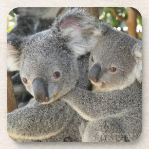 Dessous-de-verre Cinereus Queensland de Phascolarctos de koala.
