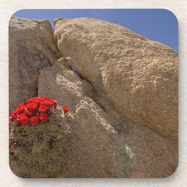Dessous-de-verre Claret cup ou cactus de Mojave en fleurs (Devant)
