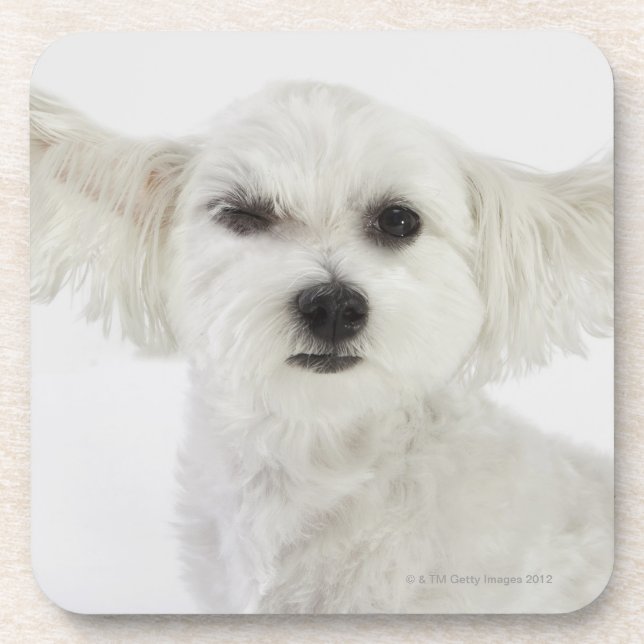 Dessous-de-verre Cligner de l'oeil de chien (Devant)