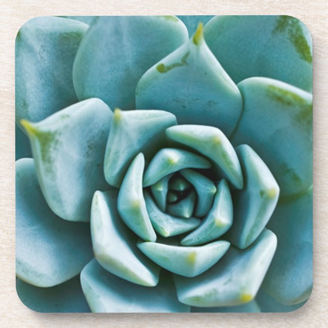 Dessous-de-verre Closeup Succulent (Devant)