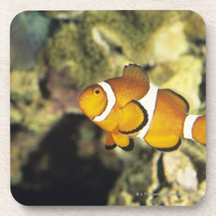 Dessous-de-verre Clownfish communs (ocellaris d'Amphiprion),
