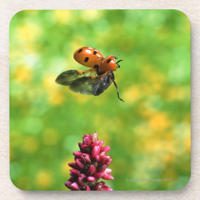 Dessous-de-verre coccinelle (Devant)