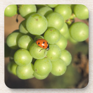 Dessous-de-verre Coccinelle en gros plan sur des raisins verts Pino