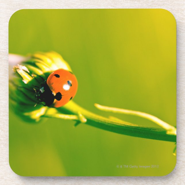 Dessous-de-verre Coccinelle sur le brin (Devant)