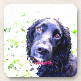 Dessous-de-verre Cocker Spaniel