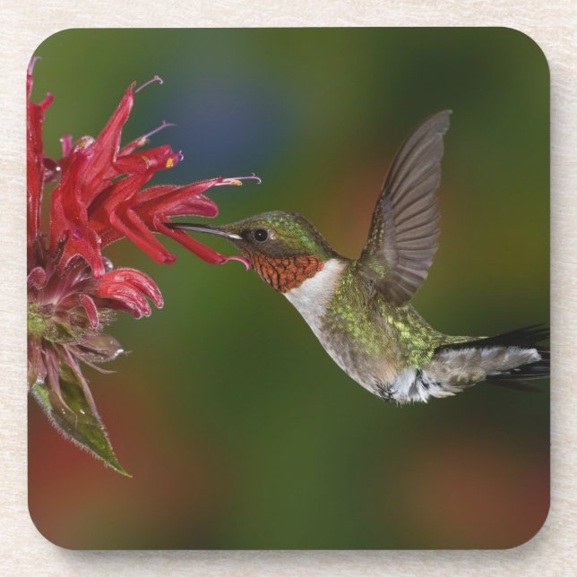 Dessous-de-verre Colibri à gorge rubis mâle (Devant)