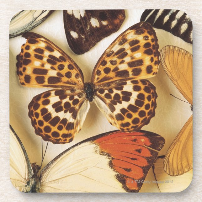 Dessous-de-verre Collection de papillon (Devant)