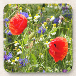 Dessous-de-verre coloré, blanc, rouge, pavot, prairie, nature,