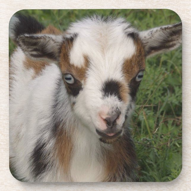 Dessous-de-verre Coloré Nain Nain Laitier Goat Kid (Devant)