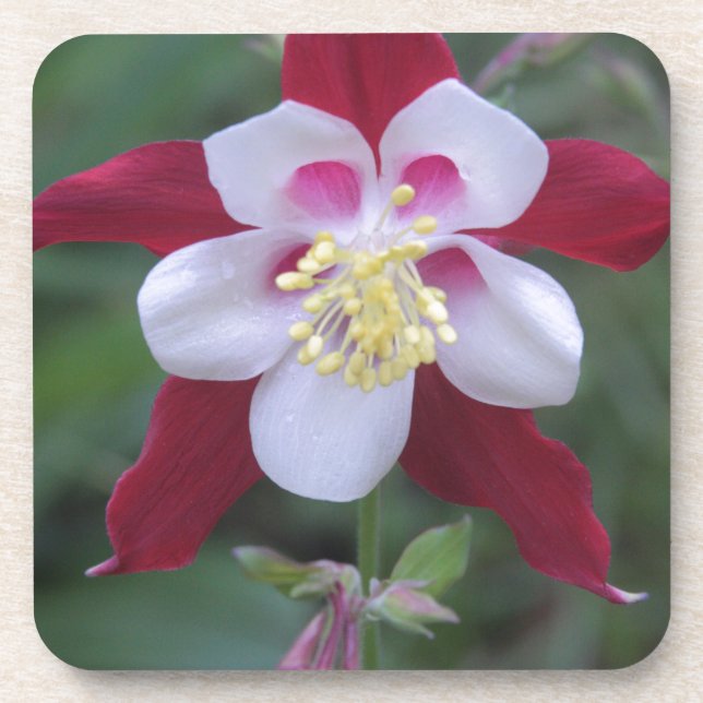 Dessous-de-verre Columbine (Devant)
