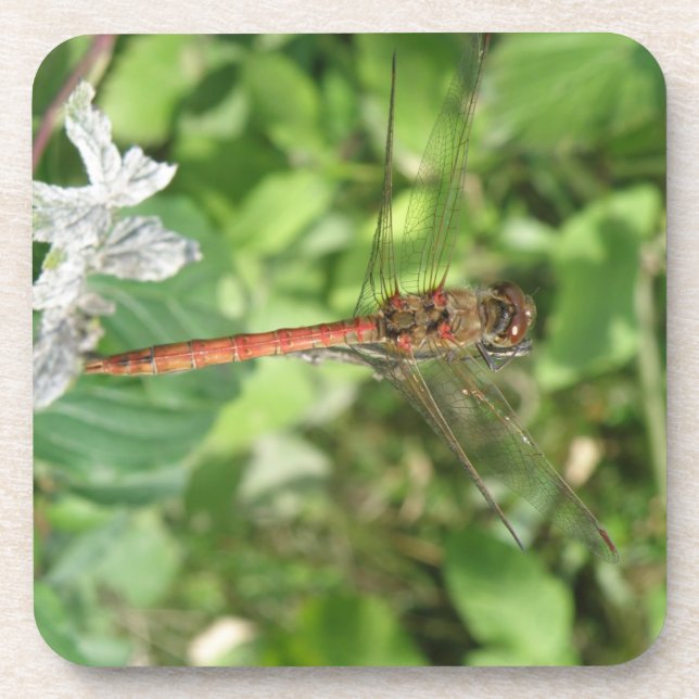 Dessous-de-verre Common Darter Dragonfly Cork Coasters (Devant)
