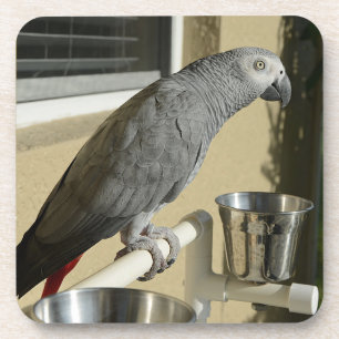 Dessous-de-verre Congo : Le perroquet gris africain sur pied