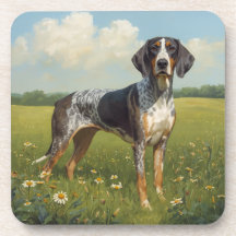 Coonhound à tiquet bleu