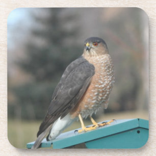 Dessous-de-verre Coopers Hawk