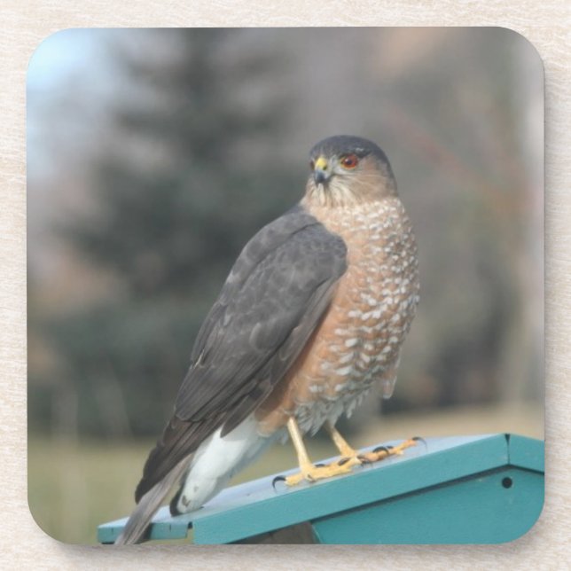 Dessous-de-verre Coopers Hawk (Devant)
