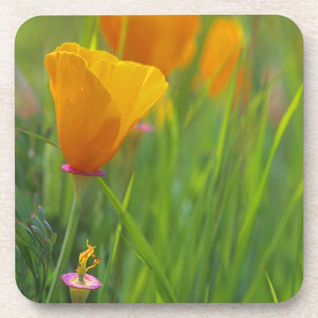 Dessous-de-verre Coquelicots dorés de Californie dans un champ vert (Devant)