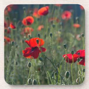 Dessous-de-verre Coquelicots Jolis Dans La Prairie Sauvage Photo