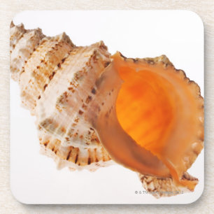 Dessous-de-verre Coquille géante de grenouille (bubo de Tutufa)