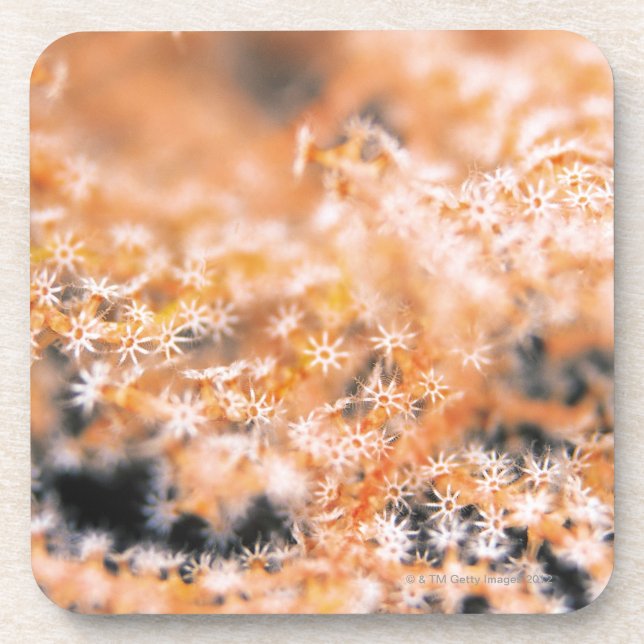 Dessous-de-verre Corail de Gorgonian 2 (Devant)