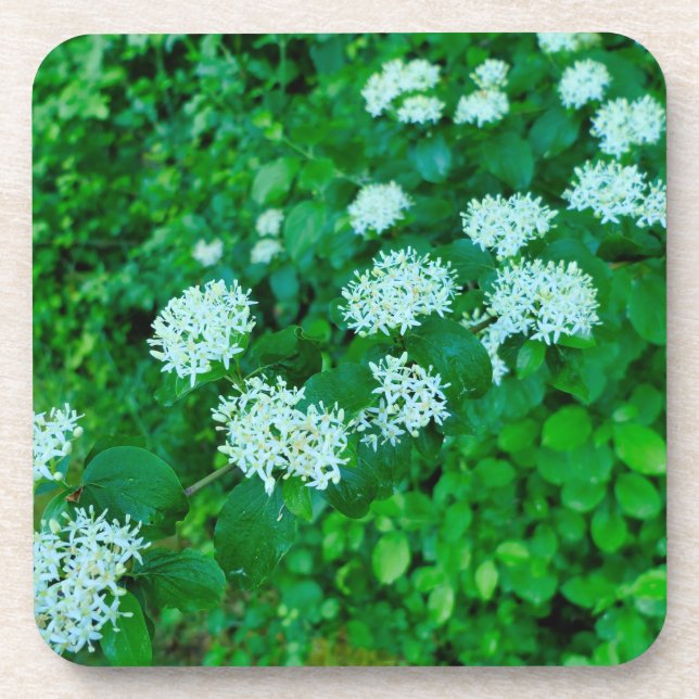 Dessous-de-verre Cornus sanguinea (Devant)